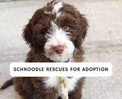 We did not find results for: Schnoodle Rescues For Adoption Top 5 2021 We Love Doodles