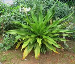 Image result for Crinum aurantiacum