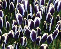 Image result for Pycreus chrysanthus