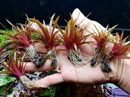 Image result for Eriocaulon inyangense