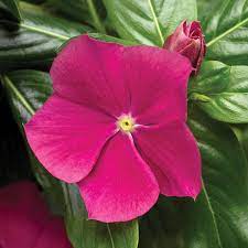Pin On Spectactular Flowers