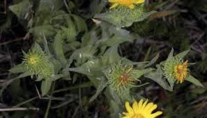 Image result for Geigeria brevifolia