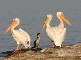 Pin By Mary Pointer On Birds To See Pelican Beautiful Birds Animals