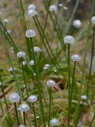 Image result for Eriocaulon africanum