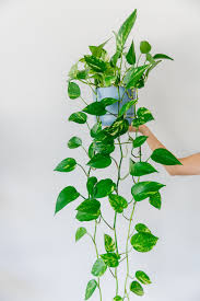 Indoor Plant Guide 5 Beginner Plants You Can T Kill K Is For Kani Best Indoor Hanging Plants Ivy Plant Indoor Hanging Plants