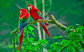 Buch falten anleitung vorlage zum ausdrucken liebl. Wallpapers Burung Wallpaper Cave