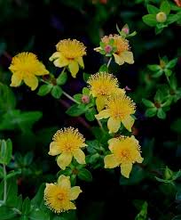 Image result for Hypericum