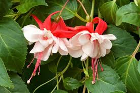 6.1 to 7.8 (mildly acidic to mildly alkaline) how to grow: 20 Summer Flowers To Grow In Your Garden Garden Design