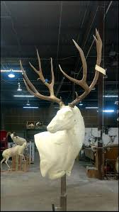 Driftwood wall pedestal instructions european mount picture pedestal instructions state wall pedestal for mounting a european mount deer skull. Mule Deer Mounts