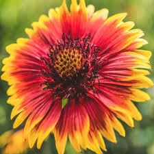 Blanket flowers are typically native to hot and dry climates, like tough prairies and rocky plains. Gaillardia Seeds Gaillardia Pulchella Indian Blanket Wildflower Seed