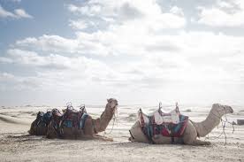 It is as hard to come as for a camel to thread the postern of a small needle's eye. A Camel Through The Eye Of A Needle And Other Wild Tales Of Translation Stant Litore