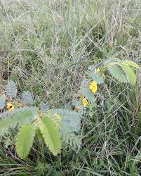 Image result for Aeschynomene glauca