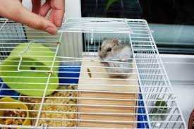 Keeping Your Hamster (And Its Cage) Clean | Forever Vets