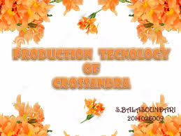 Image result for Crossandra greenstockii