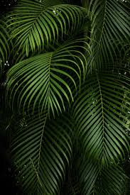 thanks to hector falcon for making this photo available freely on unsplash green leaf wallpaper leaves wallpaper iphone leaf photography pinterest