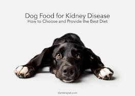 dog food for kidney disease guide