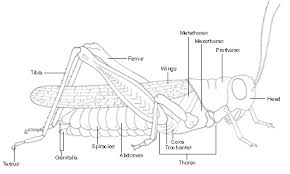Arthropod Morphology Parts Of A Grasshopper Amnh Zoology Lessons Biology Worksheet Arthropods