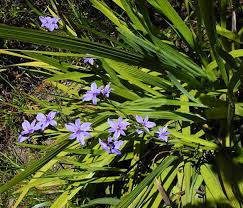 Image result for Aristea