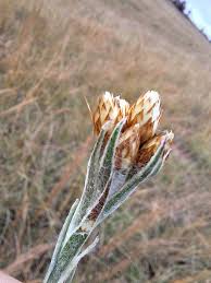 Image result for Helichrysum cephaloideum