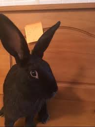 Please take the time and read all the. Adopt A Rabbit In New Jersey Rabbits For Adoption Rabbits Life