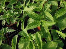 Check spelling or type a new query. Menthe Ricqles En Pot Menthe En Pota Planter Aromatiques