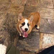 Black And Brown Corgi Puppy Our Past Puppies Mccall Creek Corgis Corgi Puppies Pup