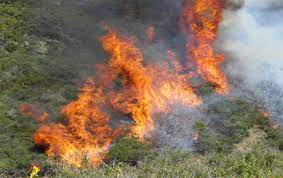 Evacuations in the area have been ordered. Study Reveals That Chaparral Fire Management Can Devastate California S Wild Birds Uc Berkeley Rausser College Of Natural Resources
