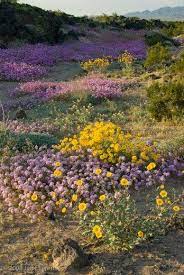 Its crazy shape dots the high deserts of nevada, utah, and arizona while other plants bloom each spring, the joshua tree does not. Pin By Holly Miranda Jane On High Desert Nuptials Joshua Tree National Park Spring Wildflowers Joshua Tree