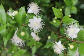 Image result for Myrtaceae