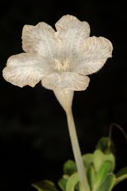 Image result for Barleria laceratiflora
