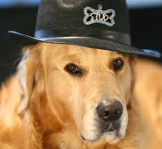 We did not find results for: 149 Golden Retriever Halloween Costume Photos Free Royalty Free Stock Photos From Dreamstime