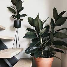 Eucalyptus is the most planted tree on the planet due to its ability to fast growth in any harsh weather conditions. 6 Of The Best Indoor House Plants