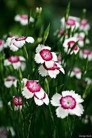Rosewater Dream Dianthus Deltoides By George Kirk Wonderful Flowers Carnation Flower Flowers