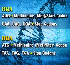 Codon Chart