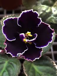 Nancy leigh (from the denise's photo page) nebula (from the denise's photo page) neptunes jewels from my plant the denise's photo page) spootnik (from the denise's photo page) sport of lonestar snowstorm (from marjorie's photo album) sporty red (h. Edge Of Darkness