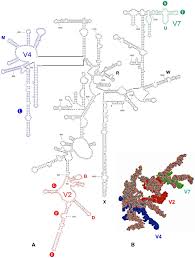 Image result for Rhynchotropis