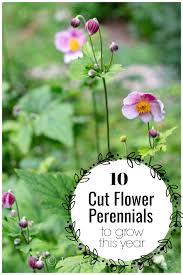 When picking flowers to grow indoors, consider the level of care you are able to provide. Pin On Gardening Ideas And Tips