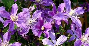Клематис alionushka (алёнушка) integrifolia g. Herbaceous Clematis Arabella