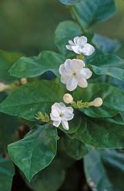 I also posted on the clematis forum to see if there is an evergreen clematis for zone 7 other than the monster armandii. 39 Best Garden Evergreen Vines Zone 8b Ideas Evergreen Vines Garden Plants