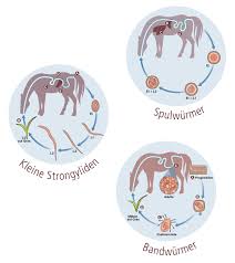 Fakultative parasiten (oder auch gelegenheitsparasiten) sind freilebende lebewesen, die nur gelegentlich parasitieren. Pferdeparasiten Esccap Schweiz