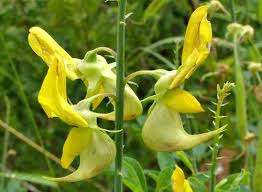 Image result for Crotalaria laburnifolia