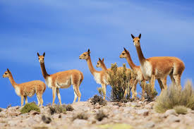 Domingo y festivos de 08:00 a 14:00 horas. Vicuna The Better Than Cashmere Fleece Schweitzerlinen