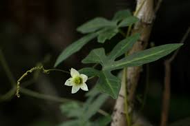 Image result for Diplocyclos tenuis