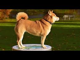 We have raised other breeds of dogs but the shiba are all we raise now. Shiba Inu Price How Much Do Shiba Dog Puppies Cost Youtube