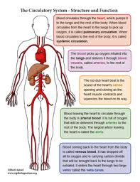 A labeled diagram of the human heart you really need to see the heart, one of the most significant organs in the human body, is nothing but a muscular pump which pumps. Circulatory System Unit Reading Diagrams Labeling Tpt