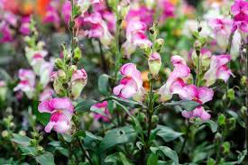 Image result for Antirrhinum