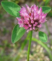 Image result for Trifolium purseglovei