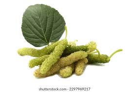 Image result for Morus indica