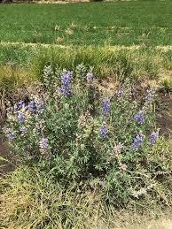 Image result for Lupinus mexicanus