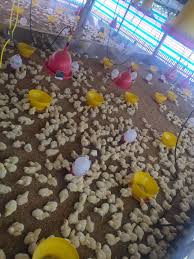 Hari ini, ayam pedaging dijual rp 9.000/kg. Harga Ayam Broiler Hari Ini Update Terbaru Maxtrimus